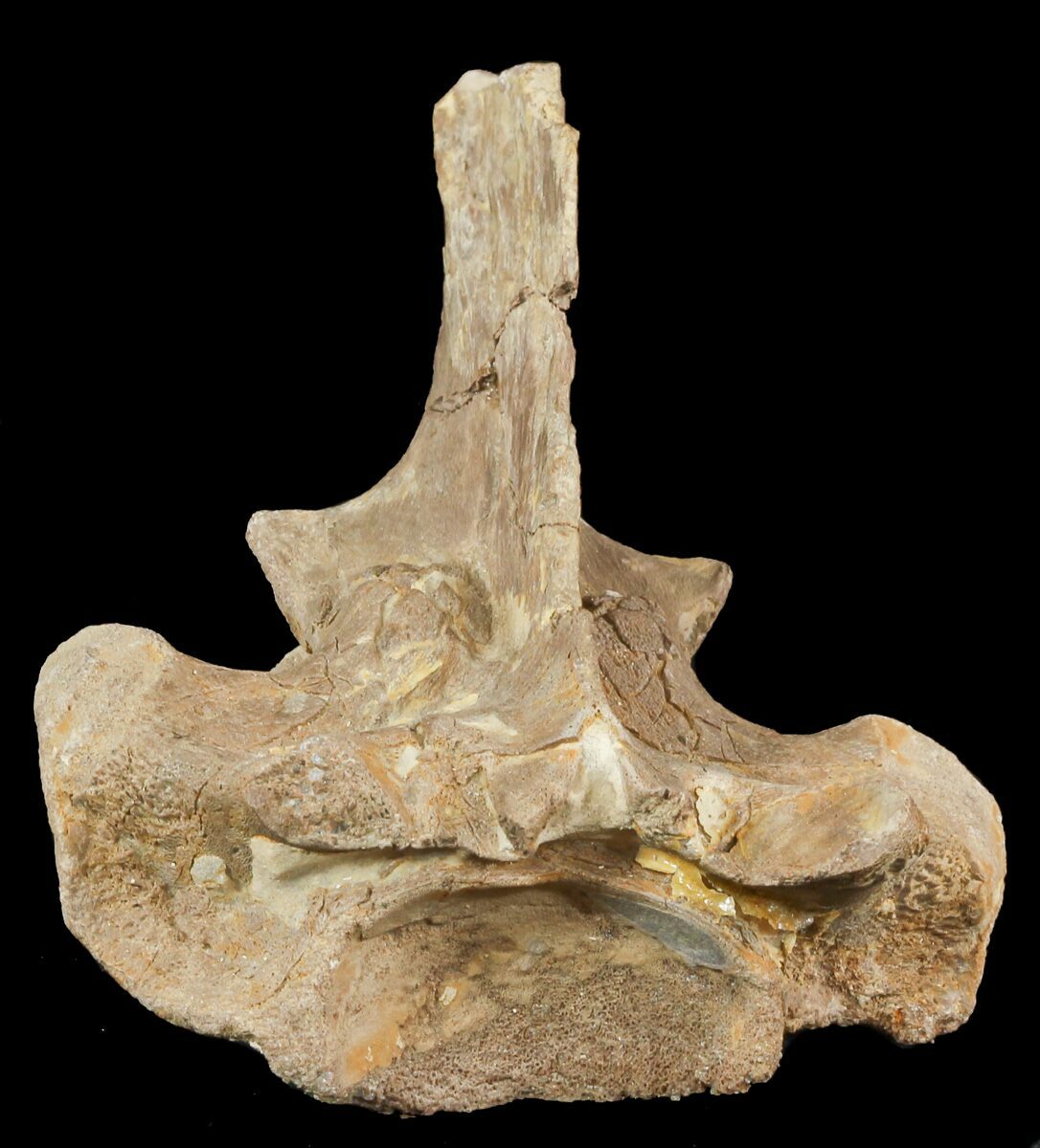 mosasaurus vertebrae