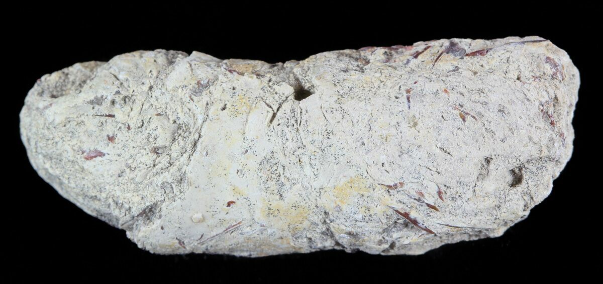 coprolite for sale