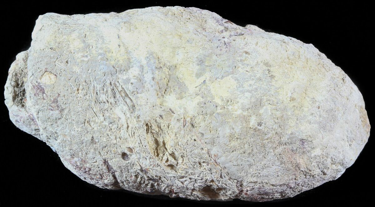 coprolite fossil