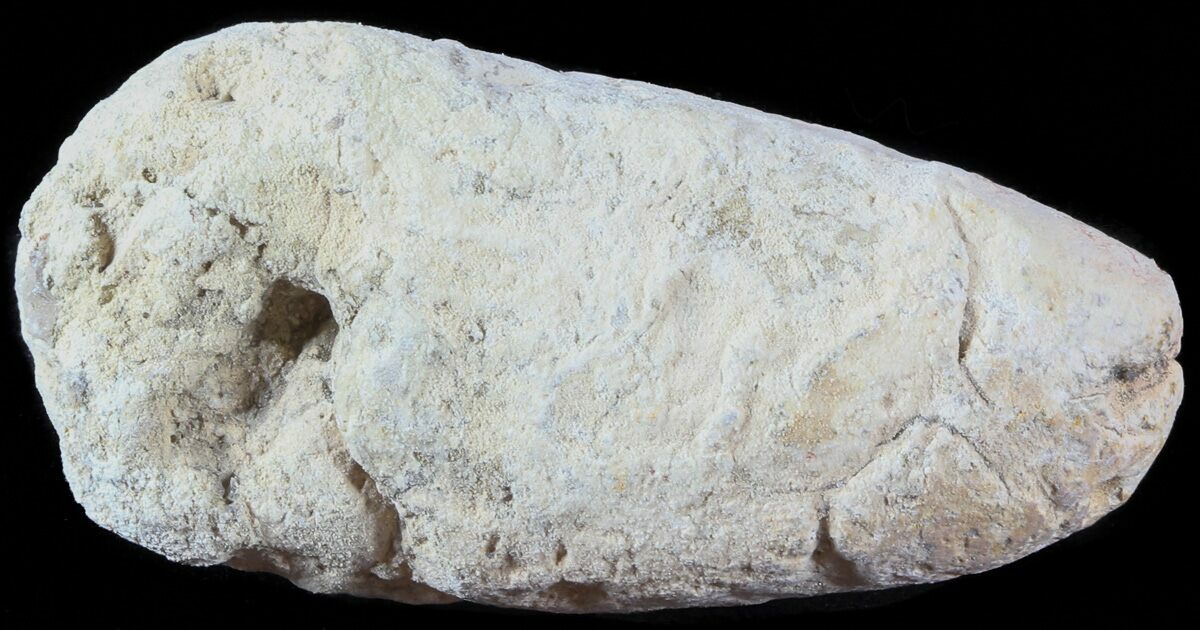 coprolite fossil