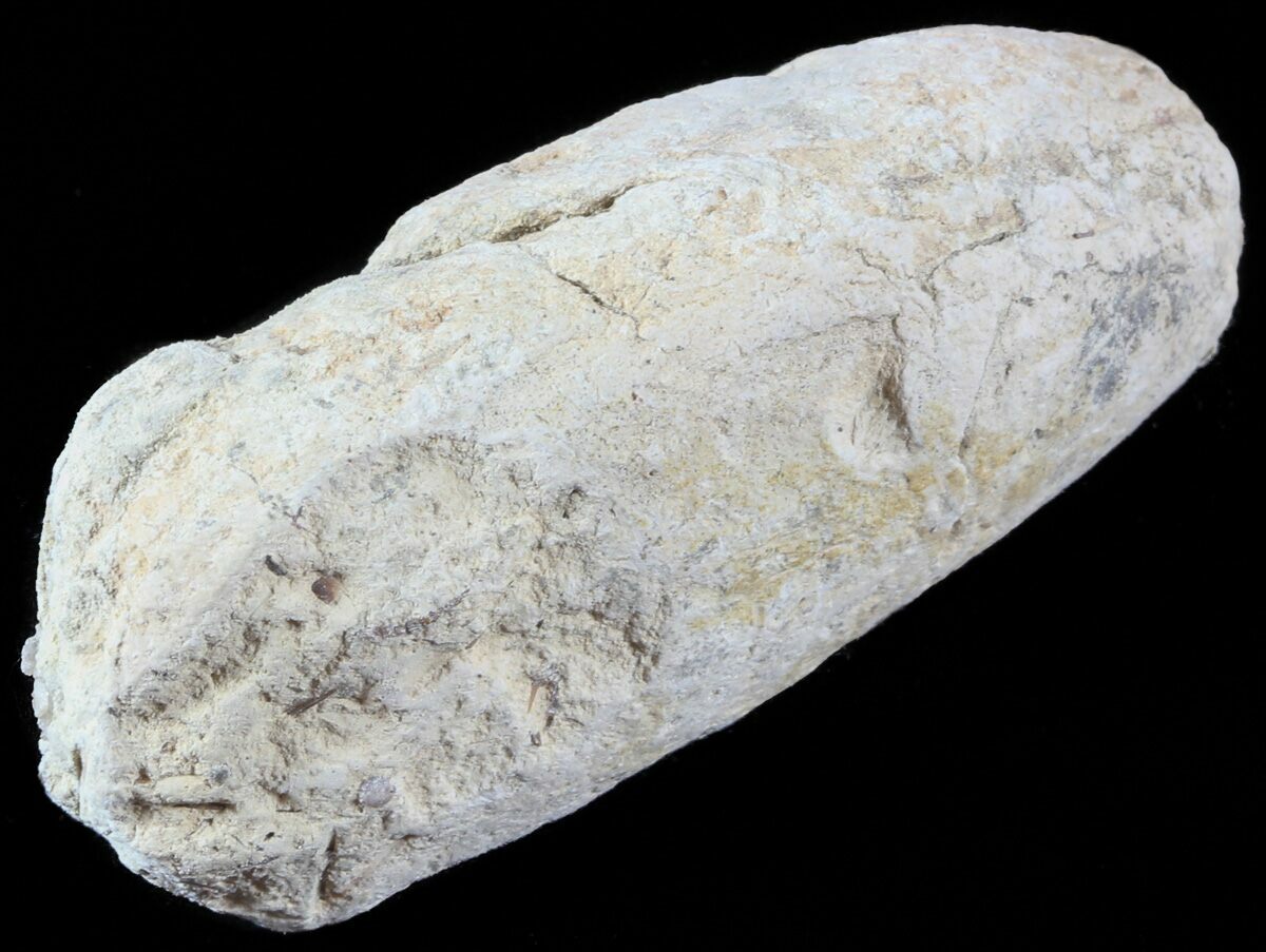 coprolite for sale