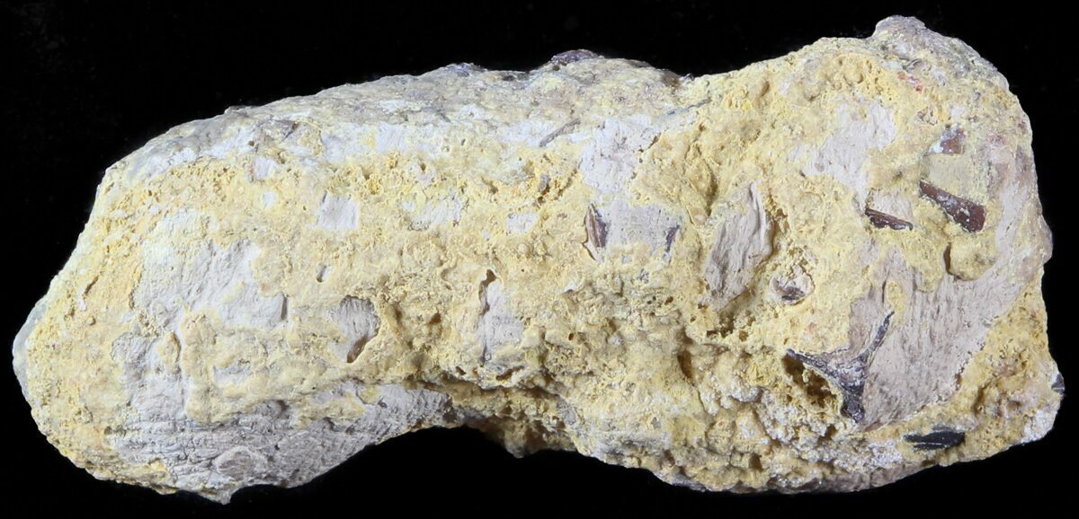 coprolite for sale