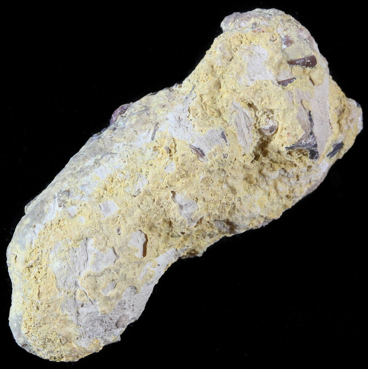 coprolite for sale