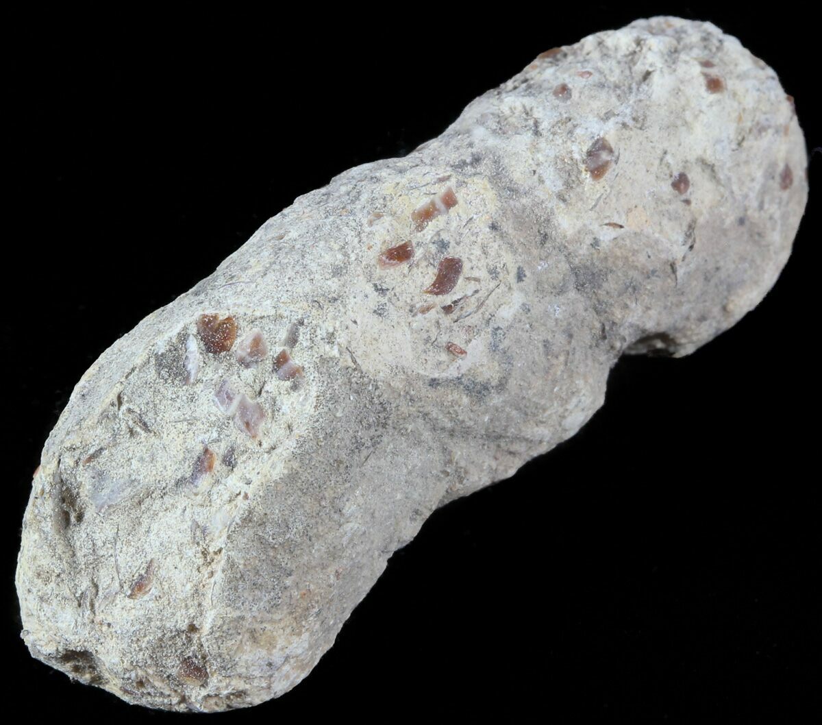 coprolite for sale