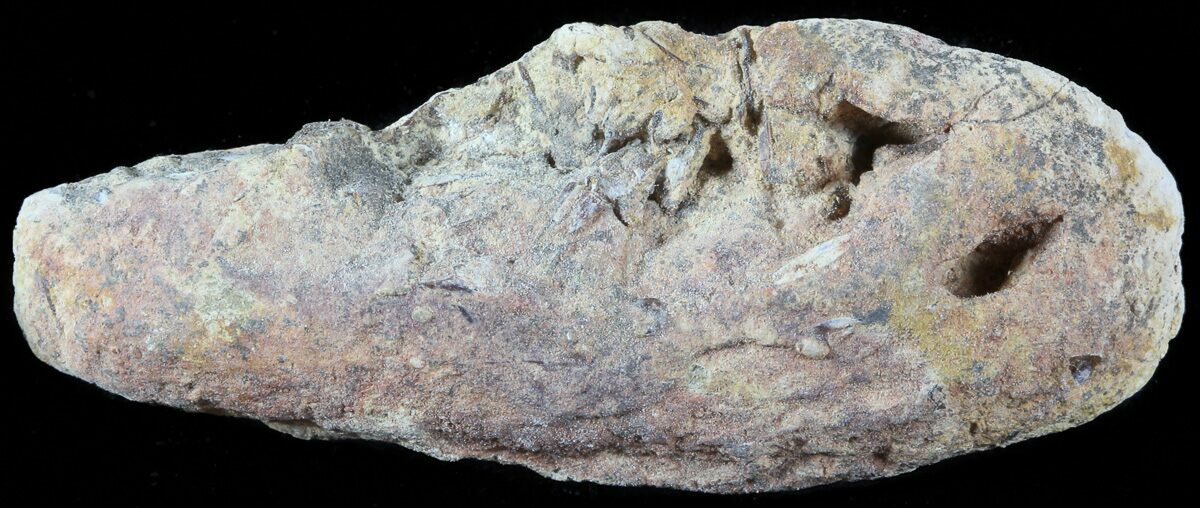 coprolite for sale