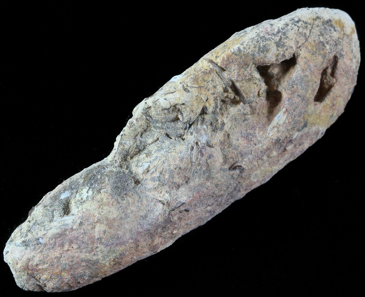 coprolite for sale