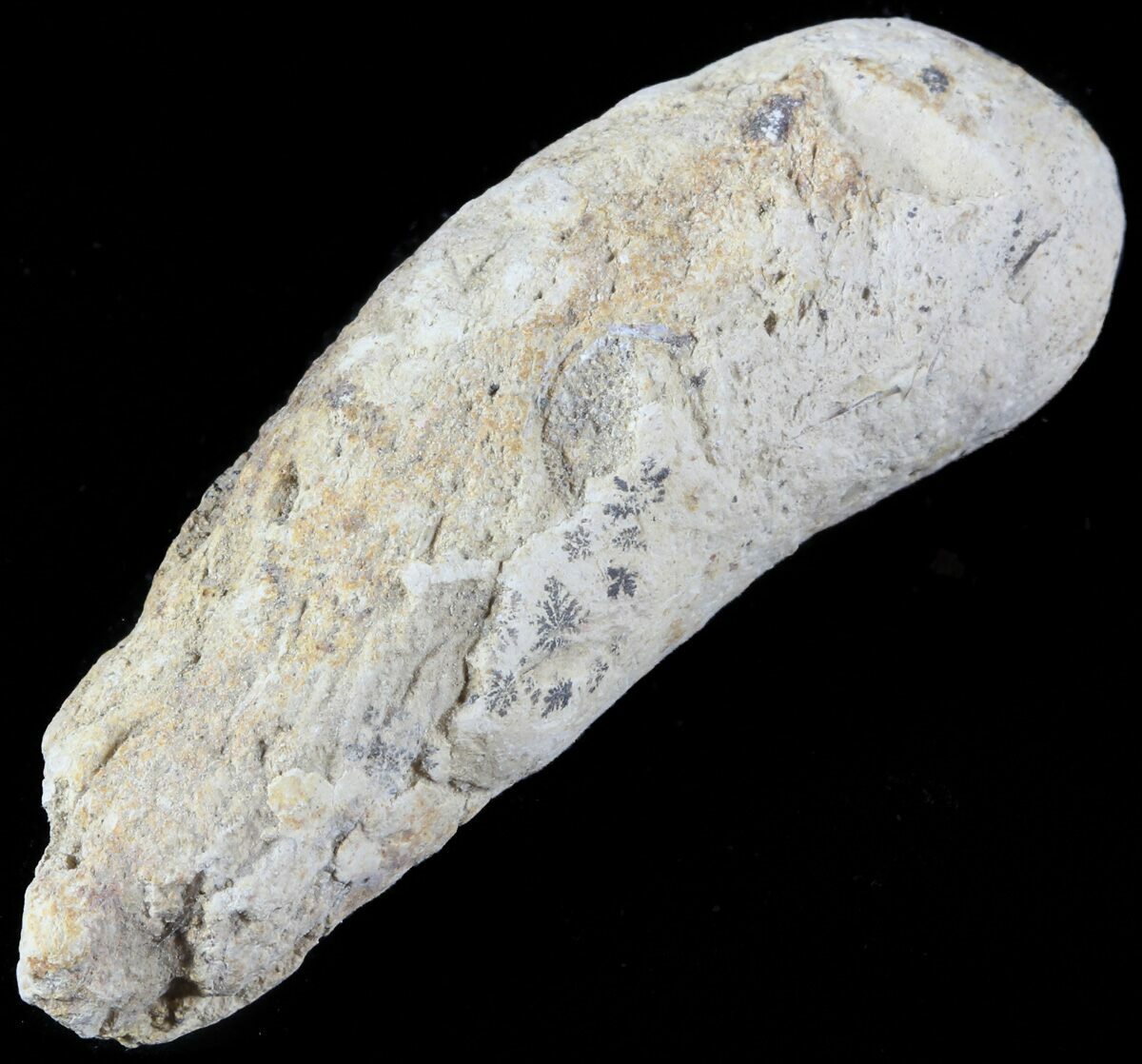 coprolite for sale