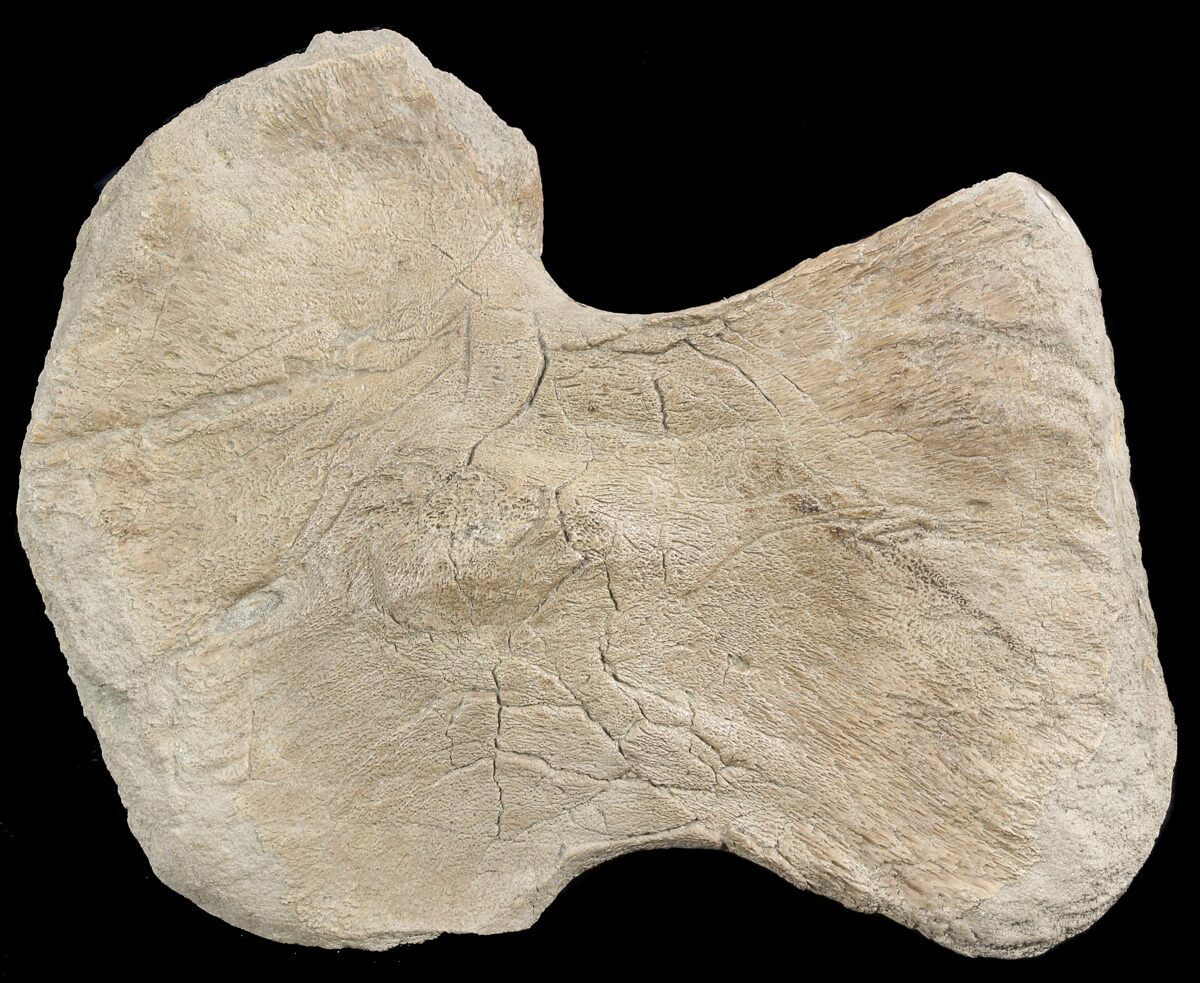 mosasaurus bone