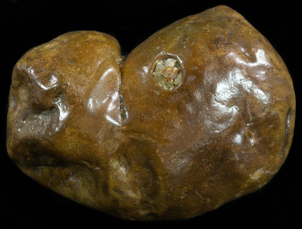 coprolite for sale