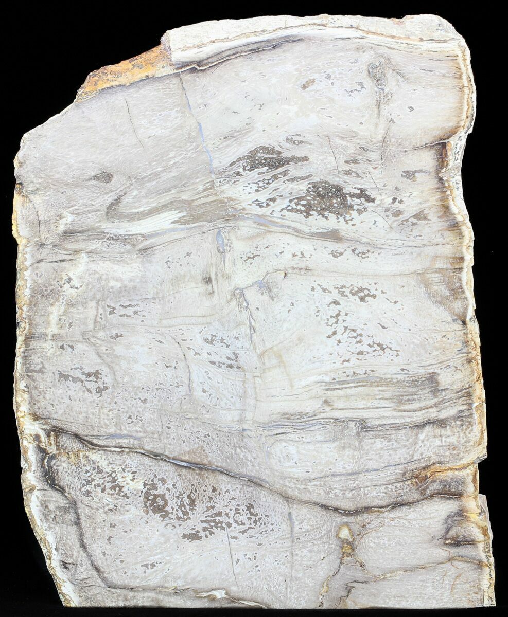 8.2 Devonian Petrified Wood From Oklahoma - Oldest True 