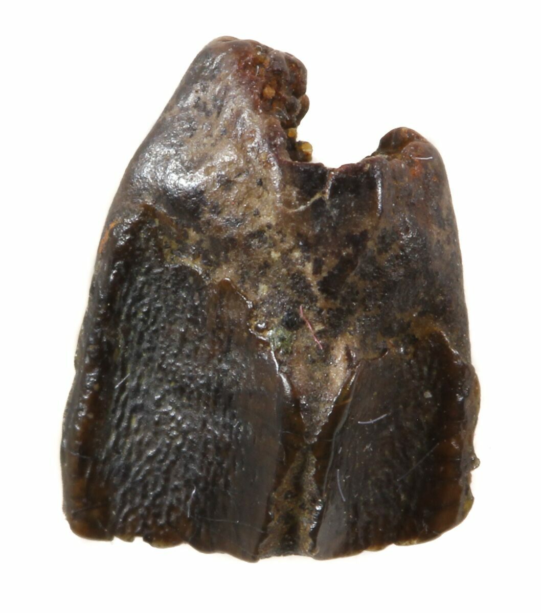 edmontosaurus teeth