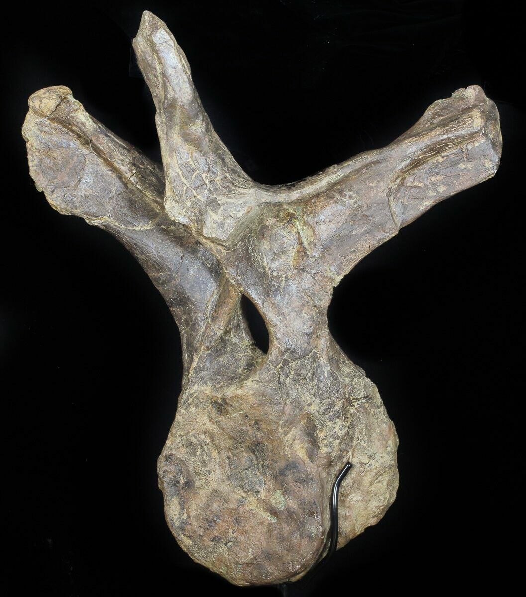 triceratops bones for sale