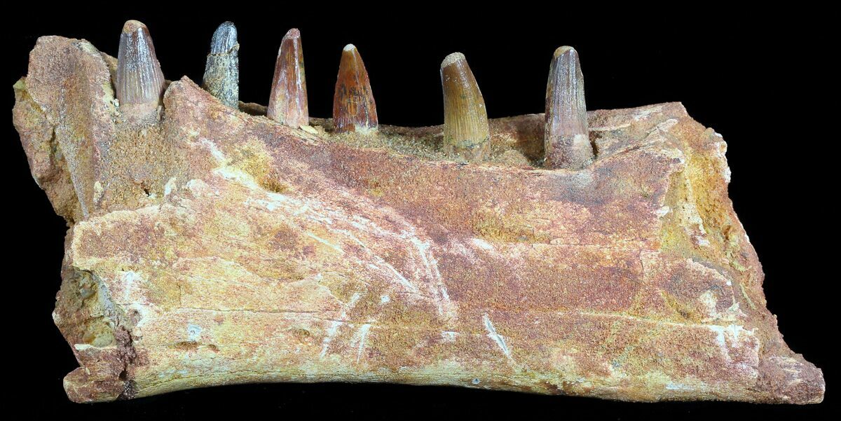 dinosaur jaw fossil