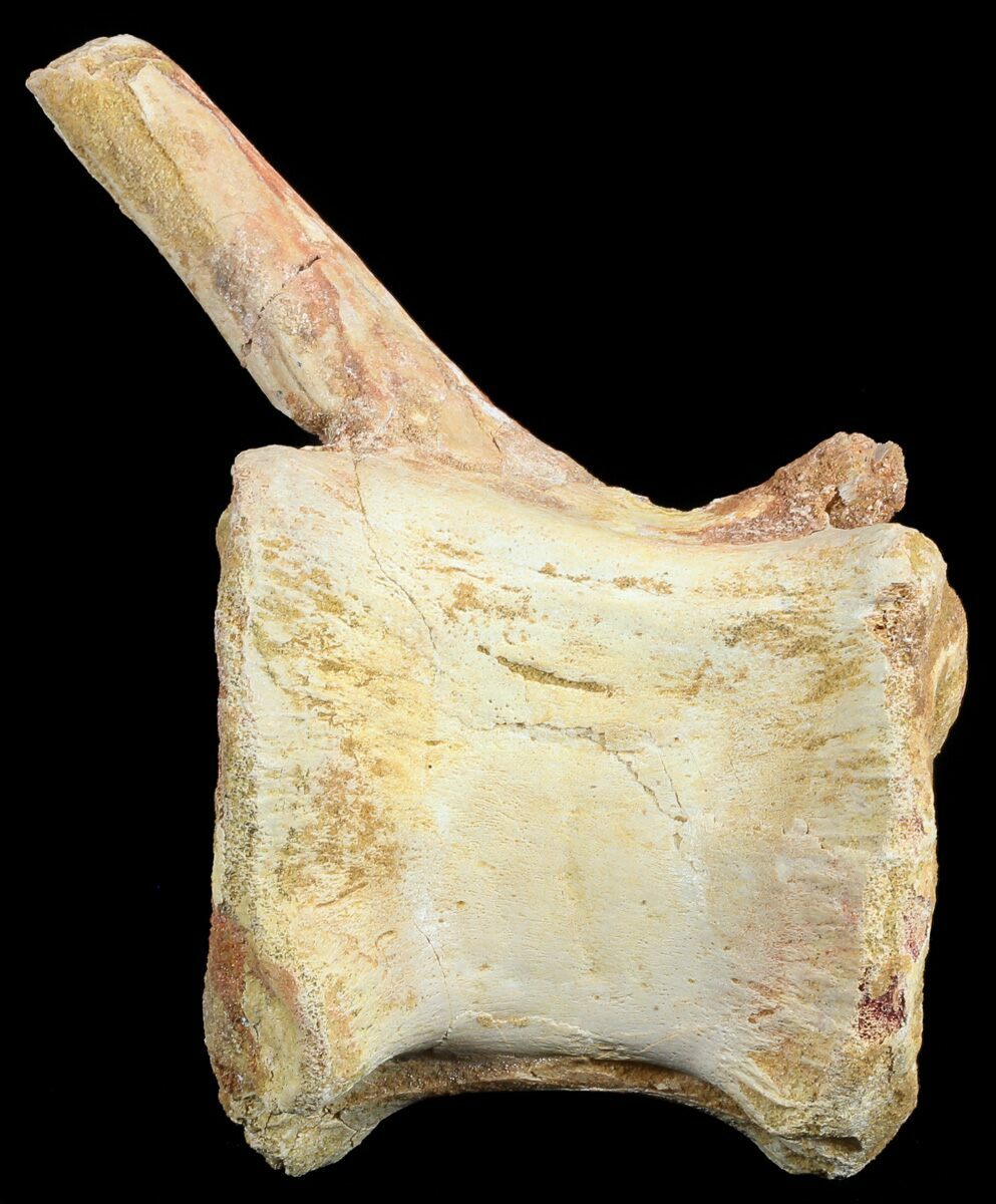 dinosaur tail vertebrae