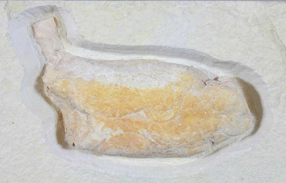 Ichnofossils (Trace Fossils) For Sale