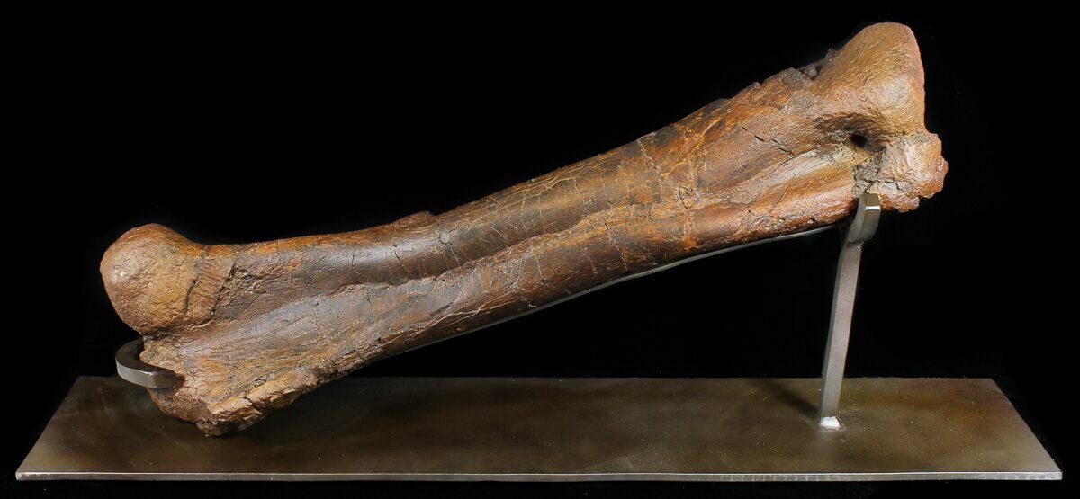 triceratops femur