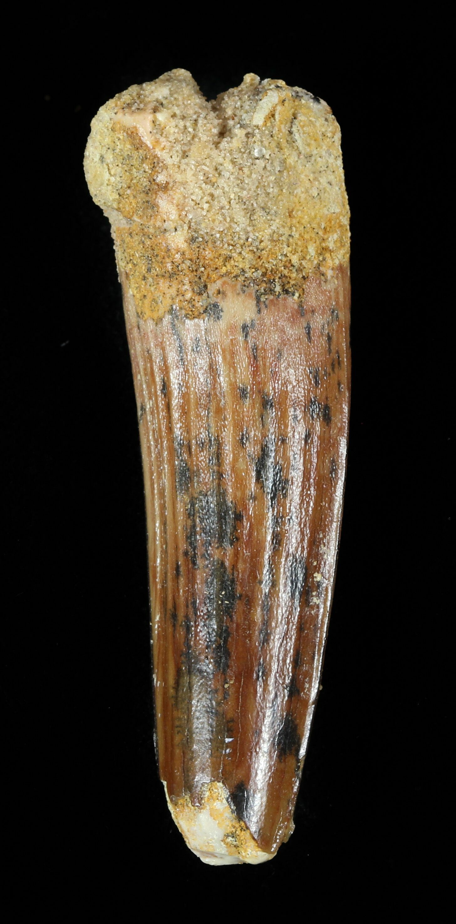 spinosaurus tooth fossil