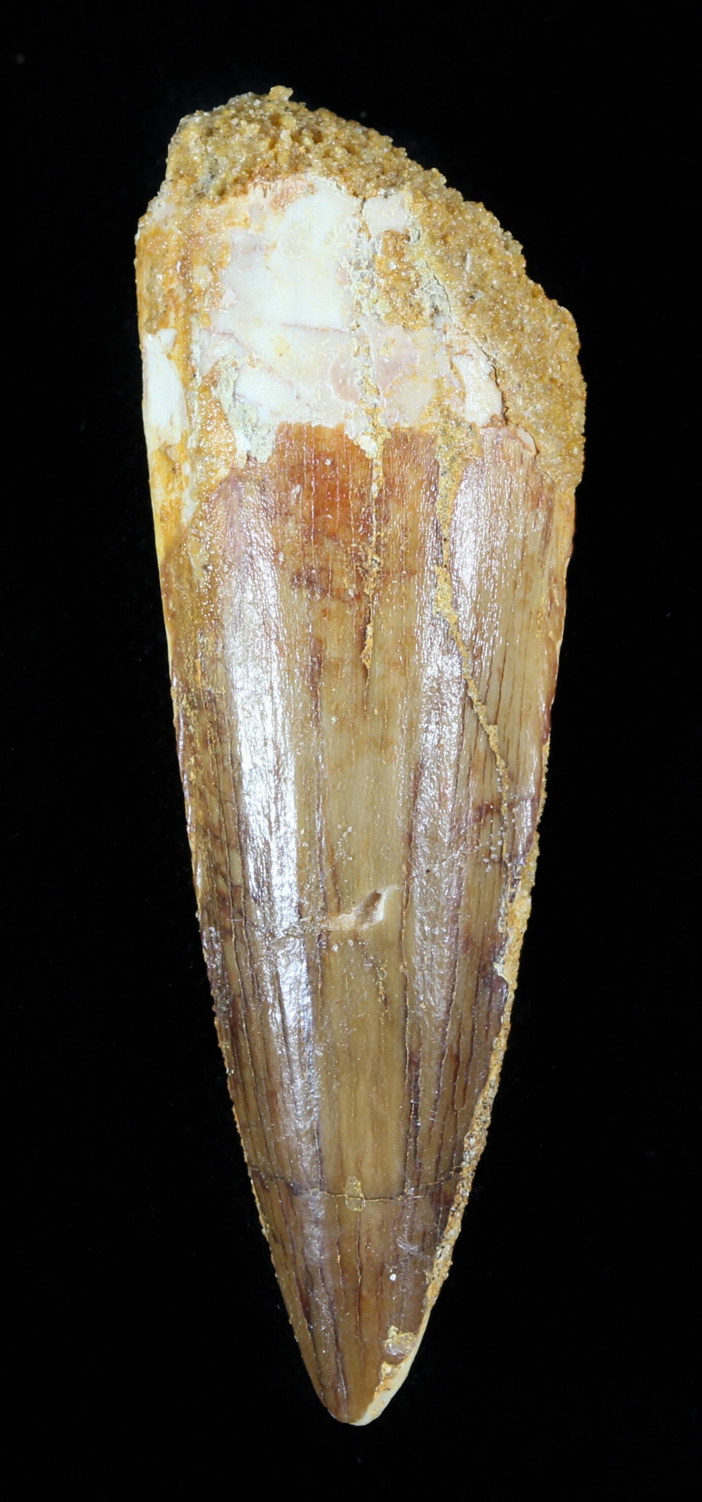 spinosaurus fossil tooth