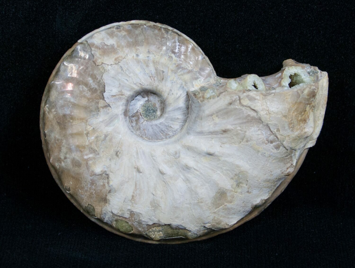 ammonite animal size