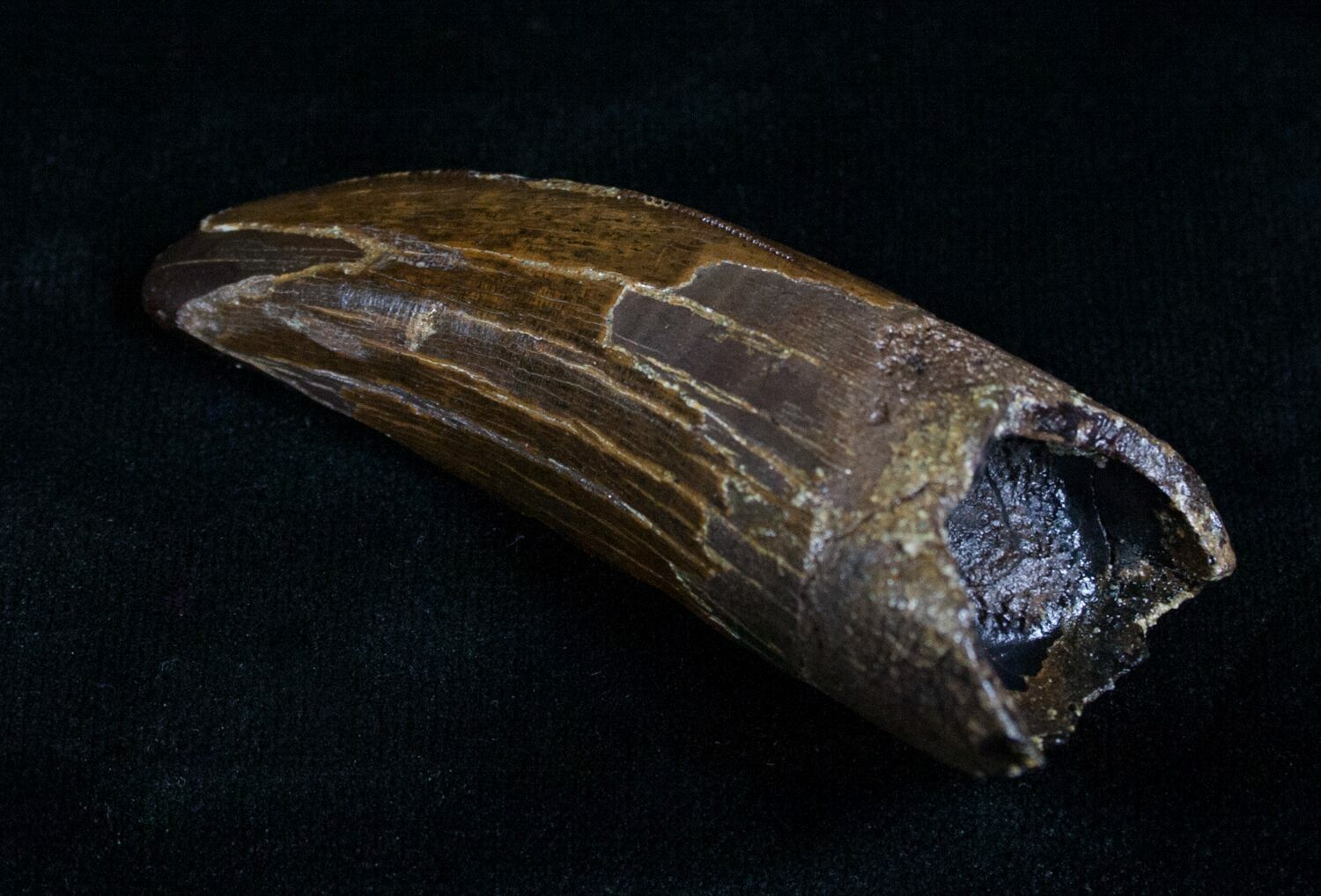 t rex tooth fossil