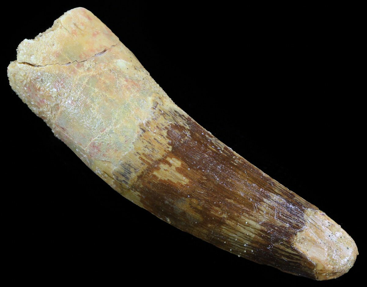 real spinosaurus tooth