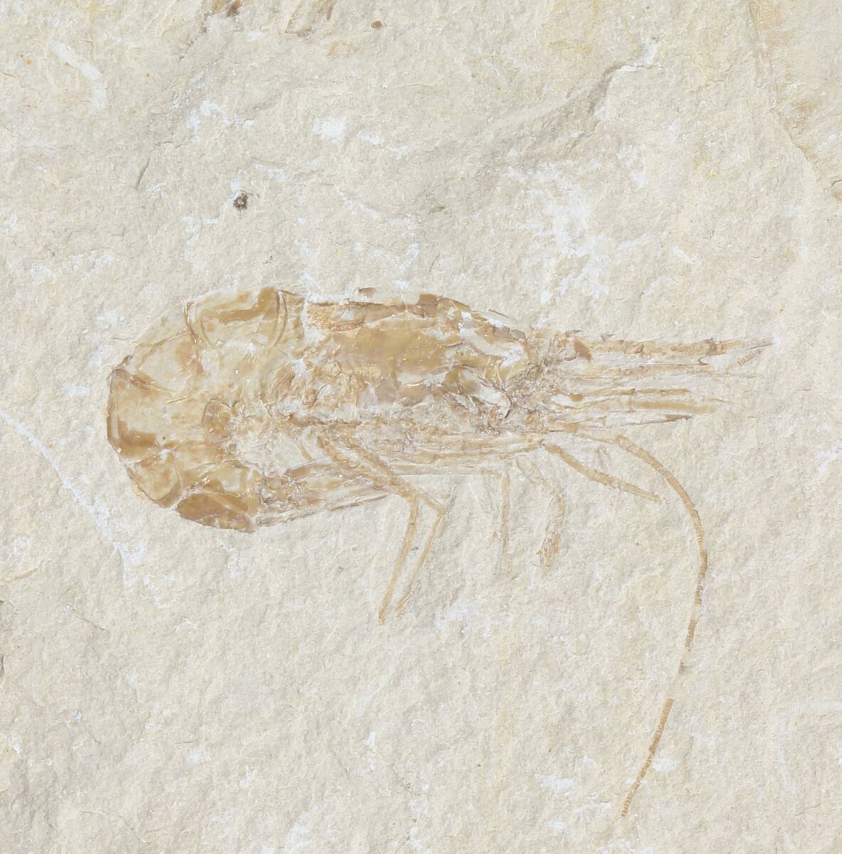 Cretaceous Fossil Shrimp (Carpopenaeus) - Lebanon For Sale (#52736 ...