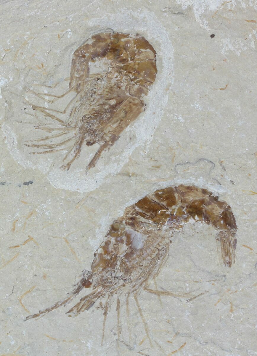 Two Cretaceous Fossil Shrimp (Carpopenaeus) - Lebanon For Sale (#52770 ...