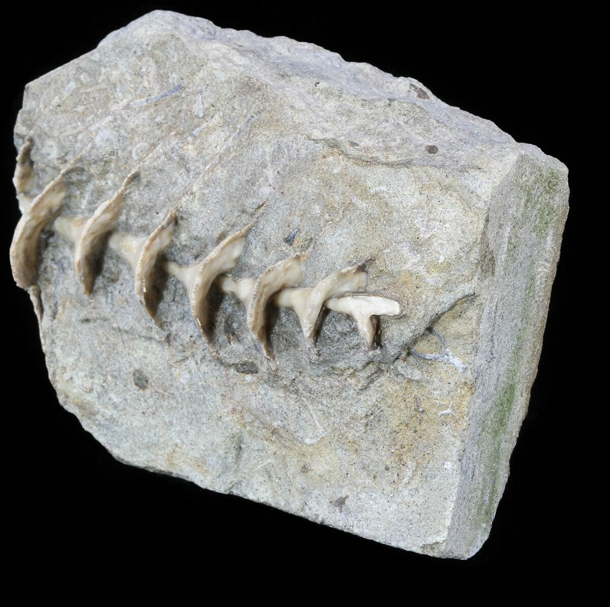 archimedes fossil