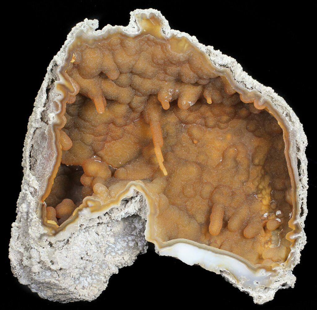 Florida State Fossil - Agate Replaced Fossil Coral 