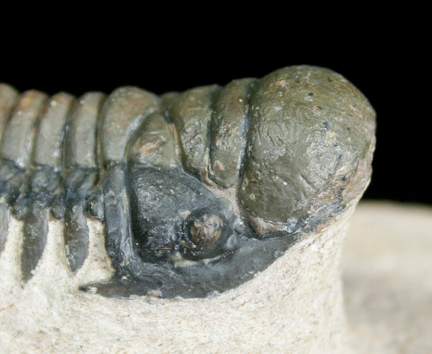 Cute Little Crotalocephalina Trilobite - 2.35