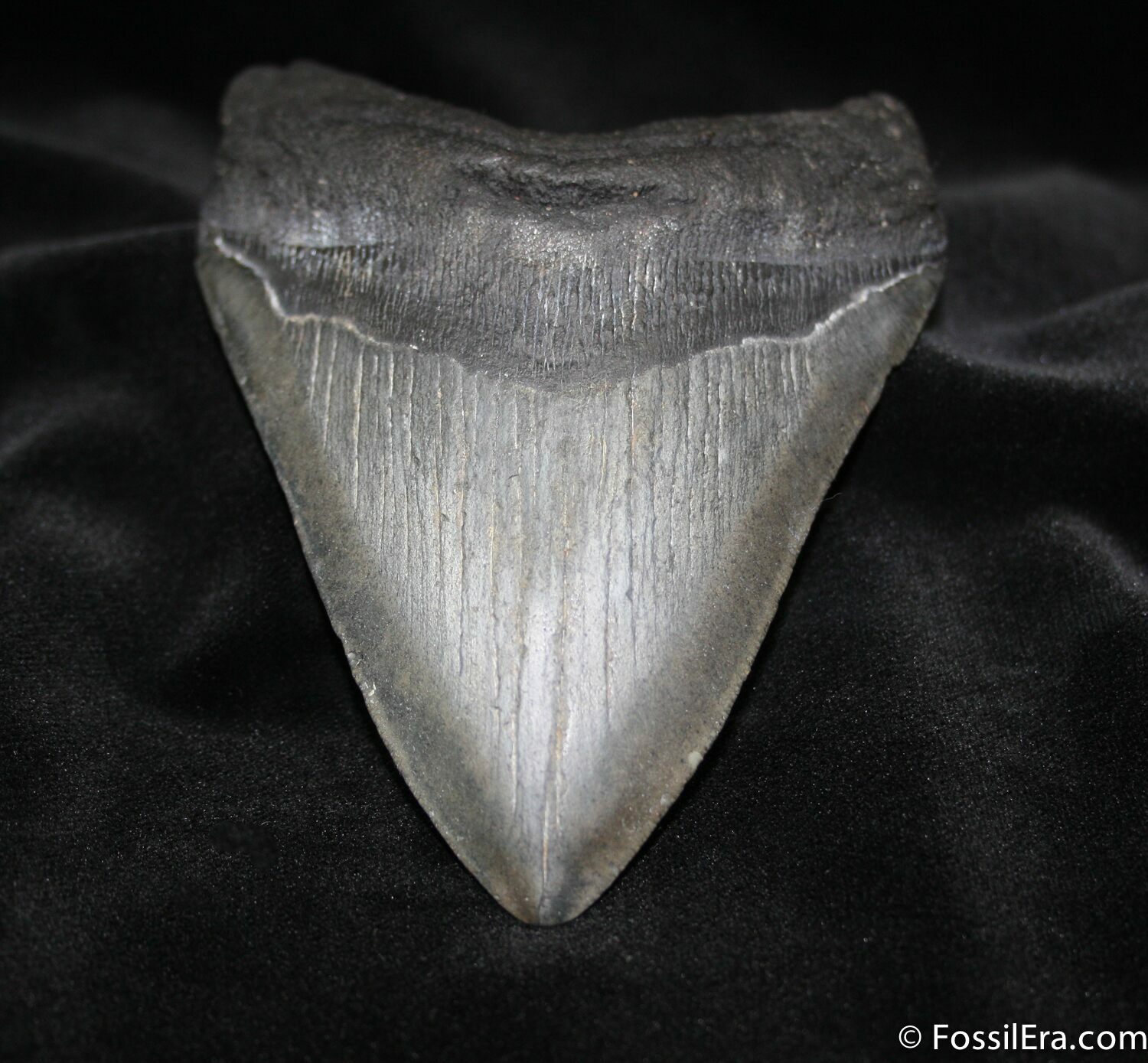 Impressive 4.9 Inch Georgia Megalodon Tooth For Sale (#682) - FossilEra.com