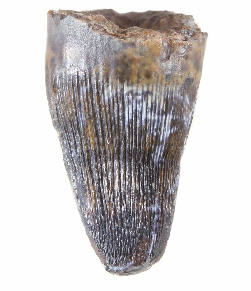 deinosuchus tooth