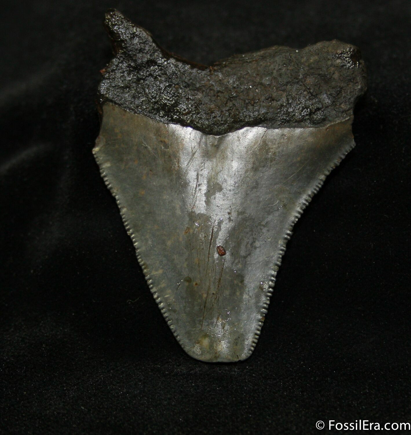 Megalodon Tooth For Sale (#686) - FossilEra.com