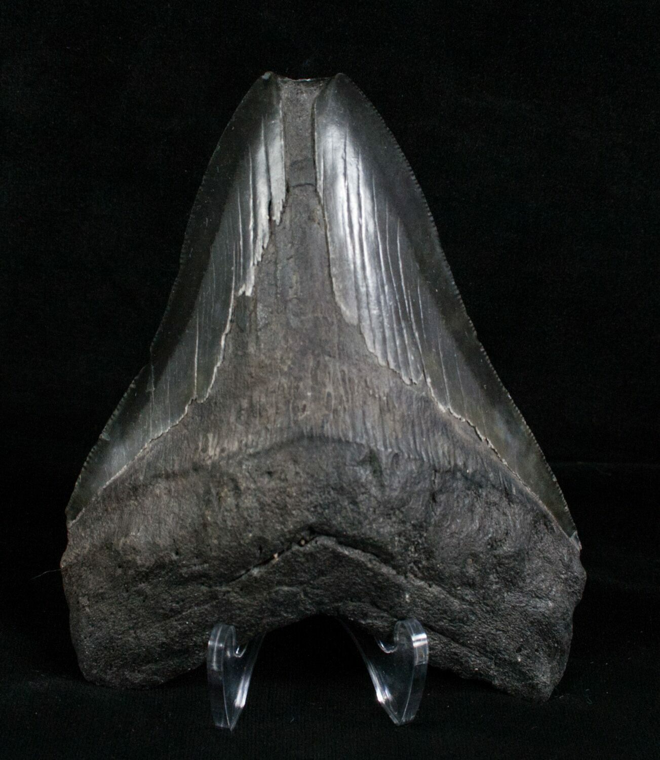 5.02 Inch Black Megalodon Tooth - Georgia For Sale (#4973) - FossilEra.com