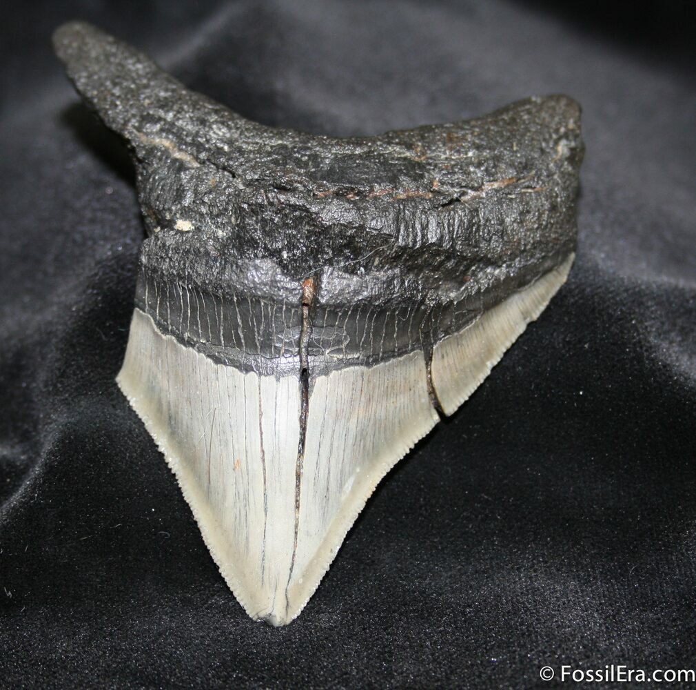 megalodon tooth for sale