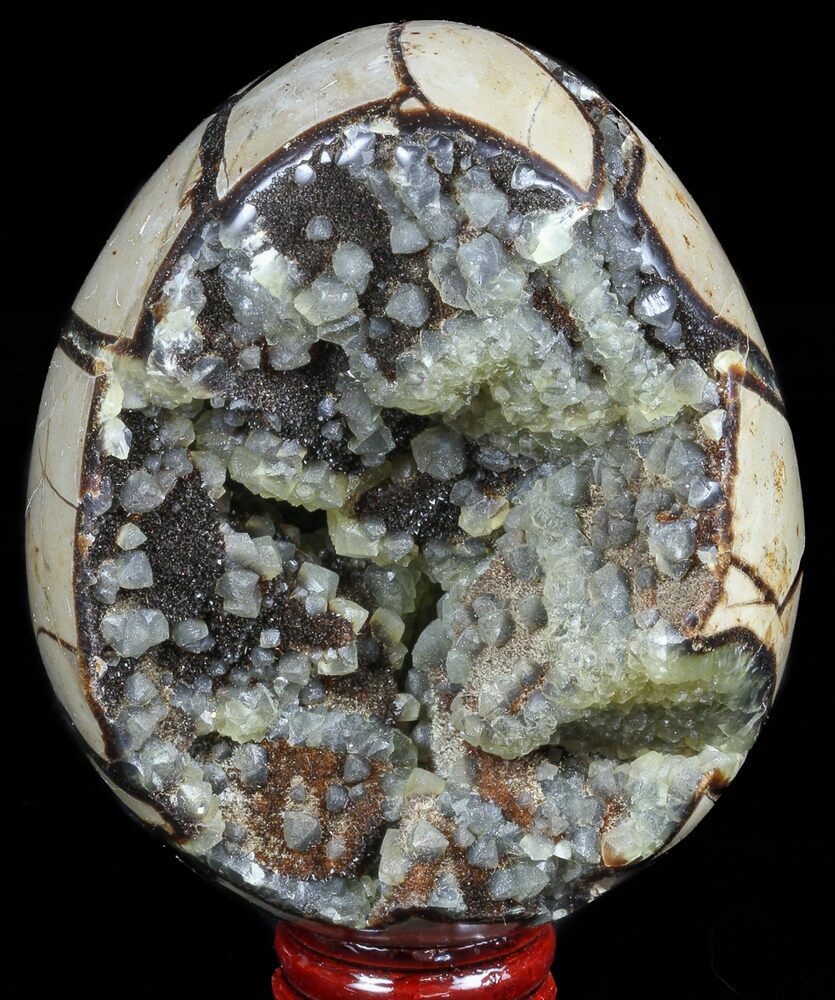 4 4 Septarian Dragon Egg Geode Black Yellow Crystals For Sale Fossilera Com