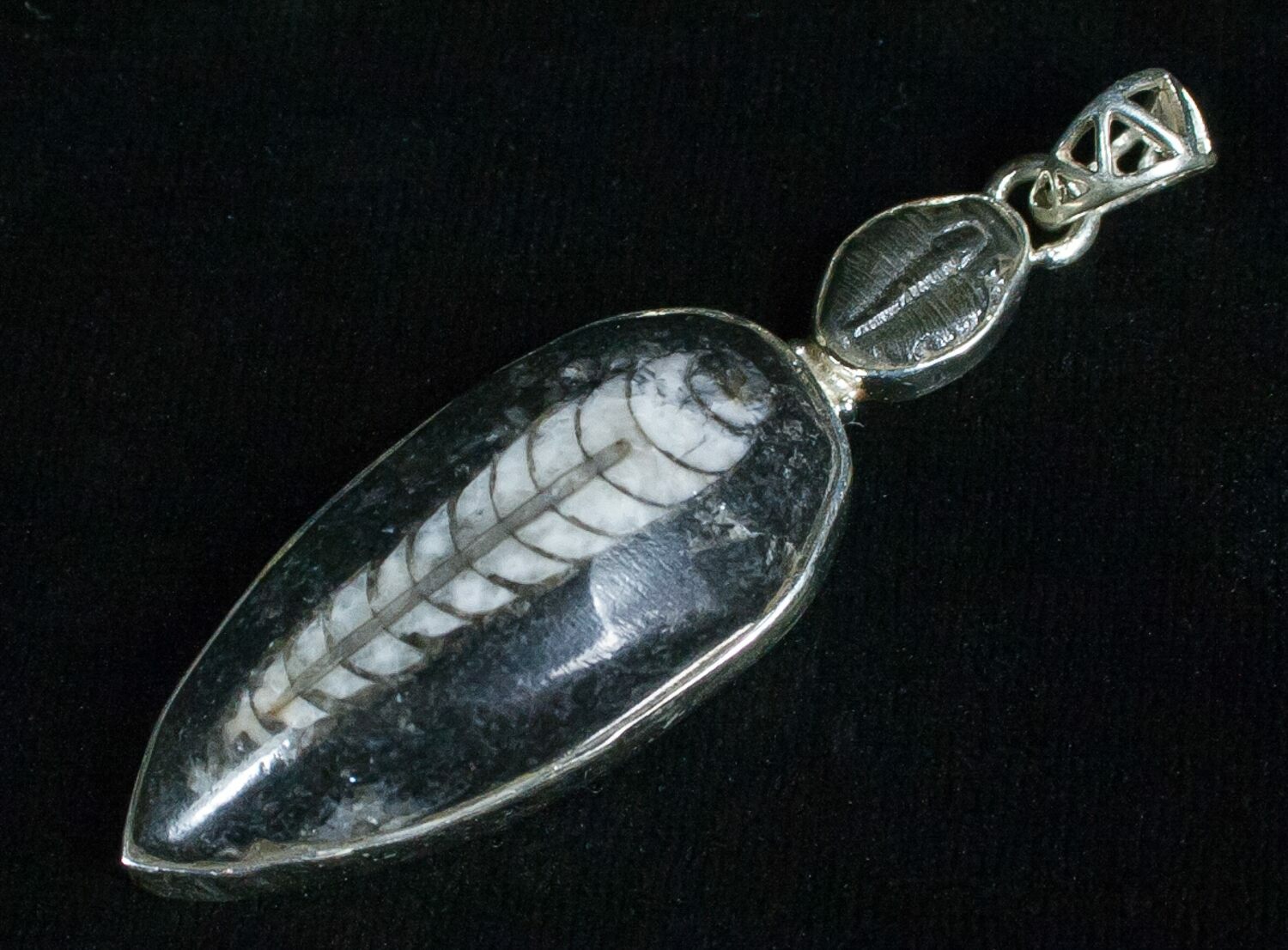 Fossil Orthoceras & Trilobite Pendant - Sterling Silver For Sale (#5101 ...