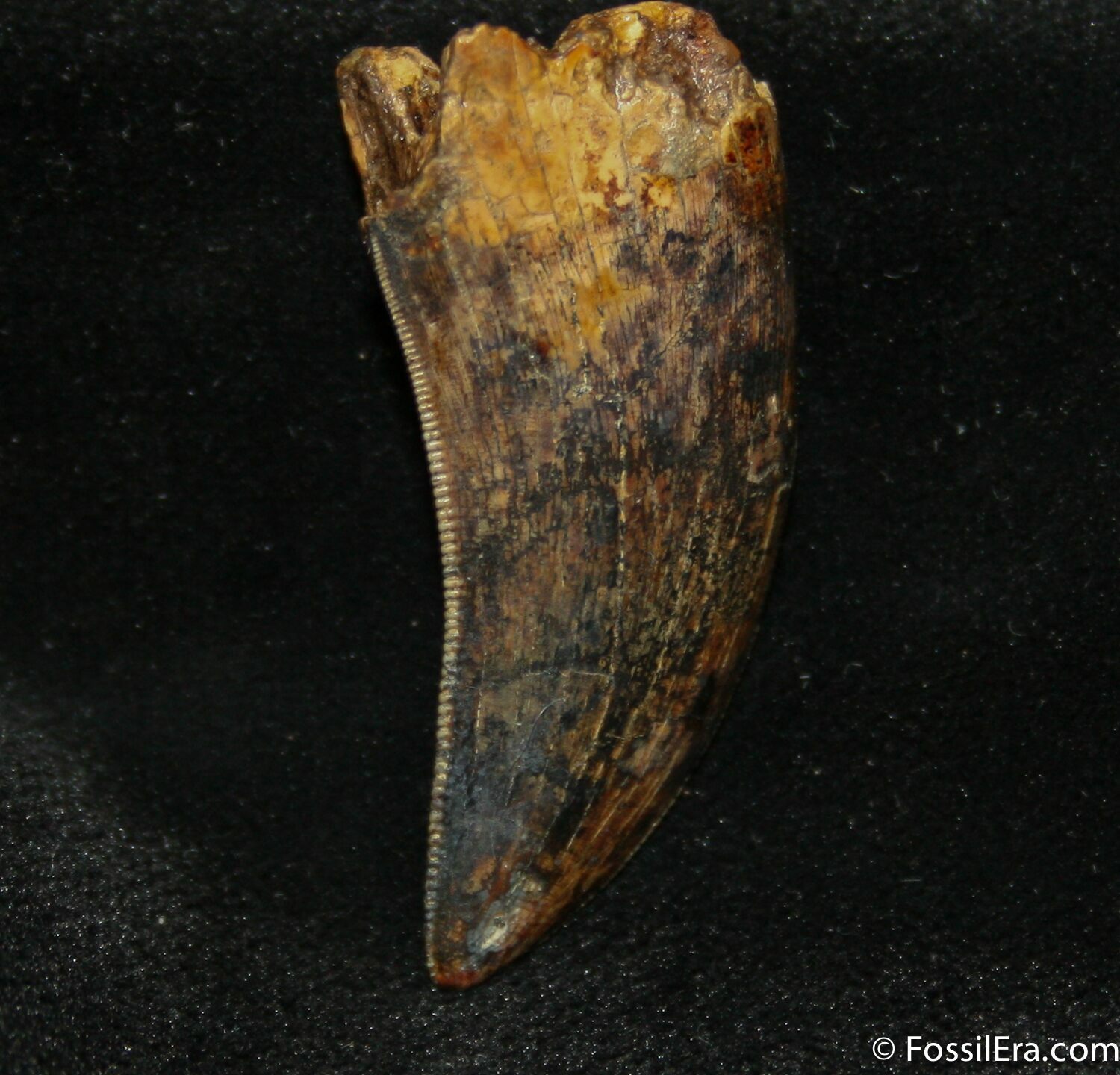 tyrannosaurus tooth fossil