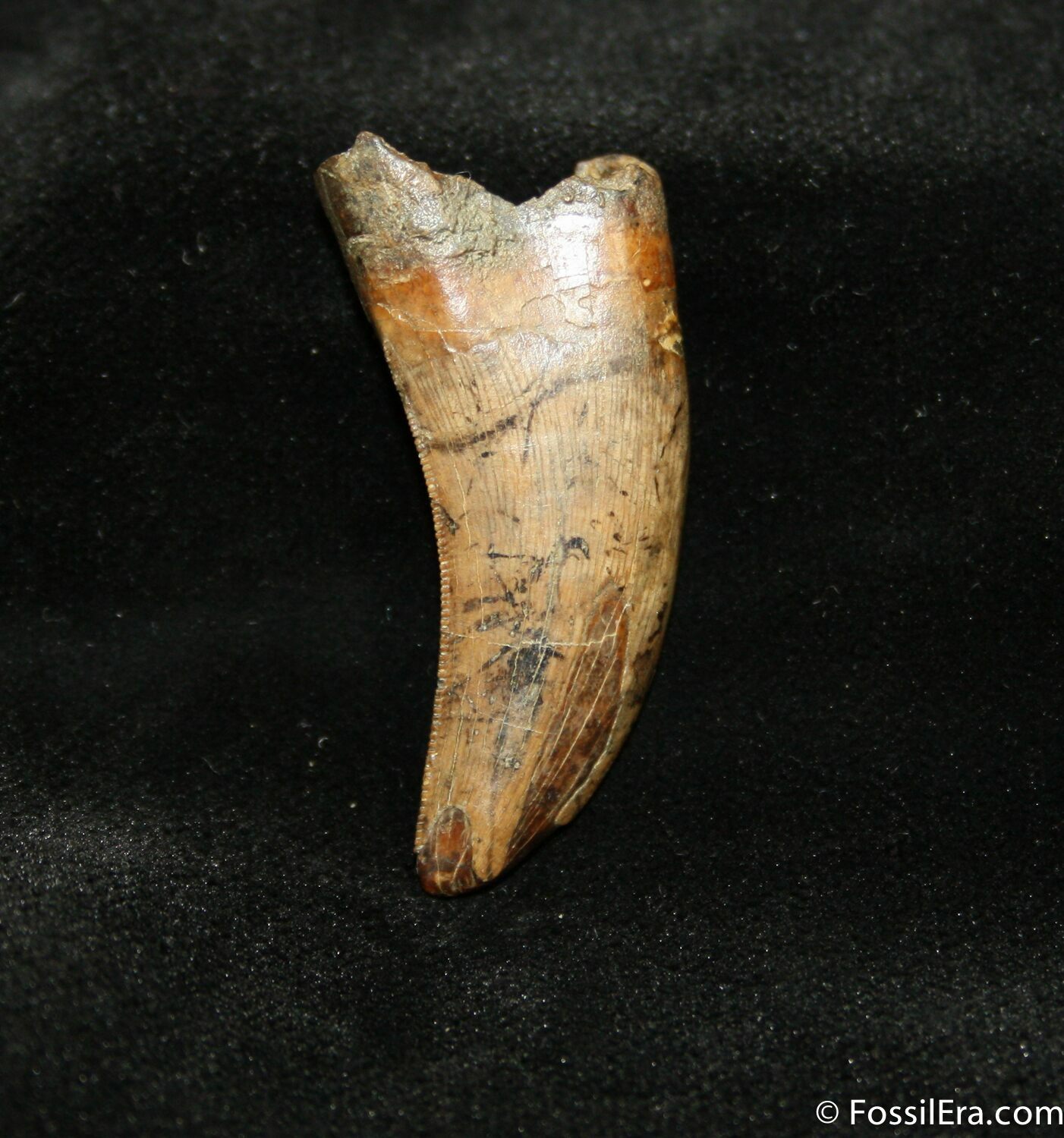 nanotyrannus tooth for sale