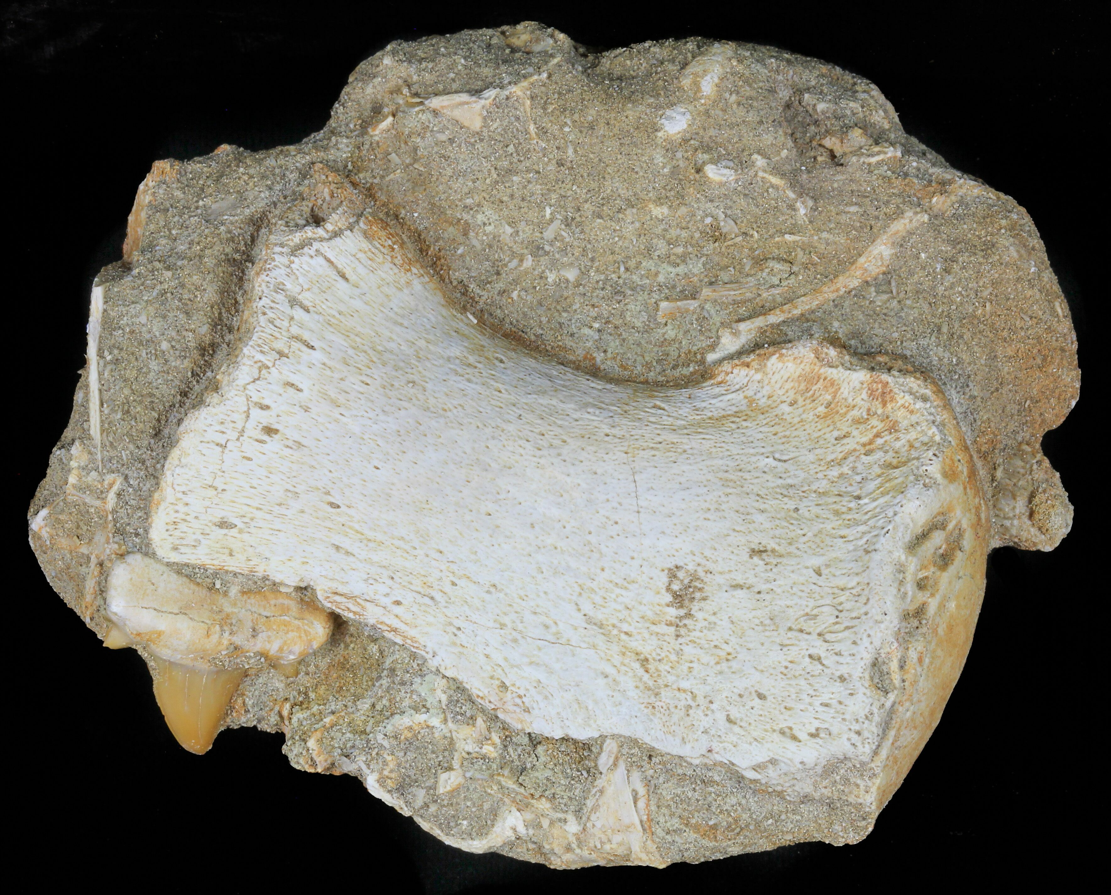 mosasaurus bone