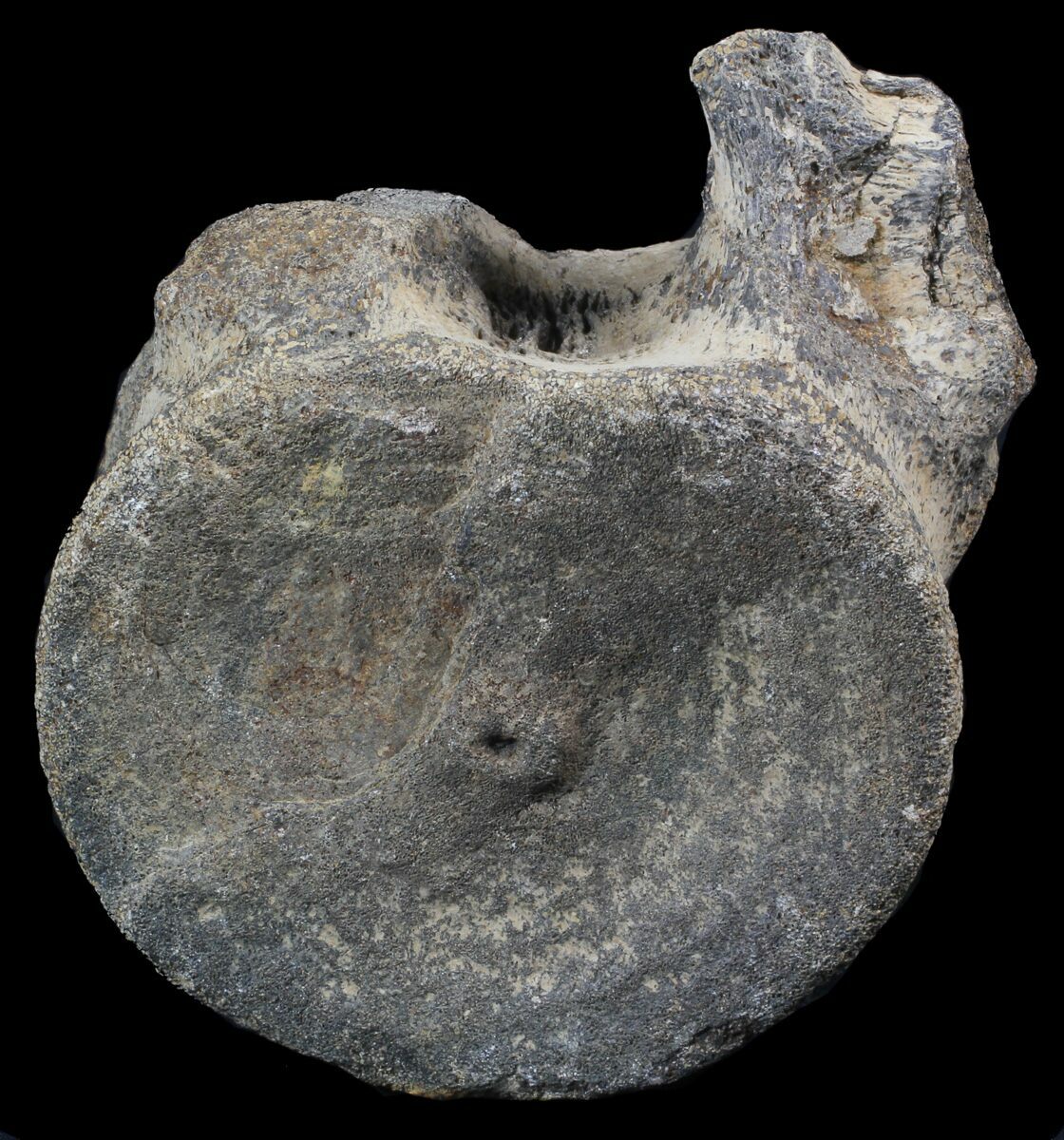 dinosaur vertebrae fossil