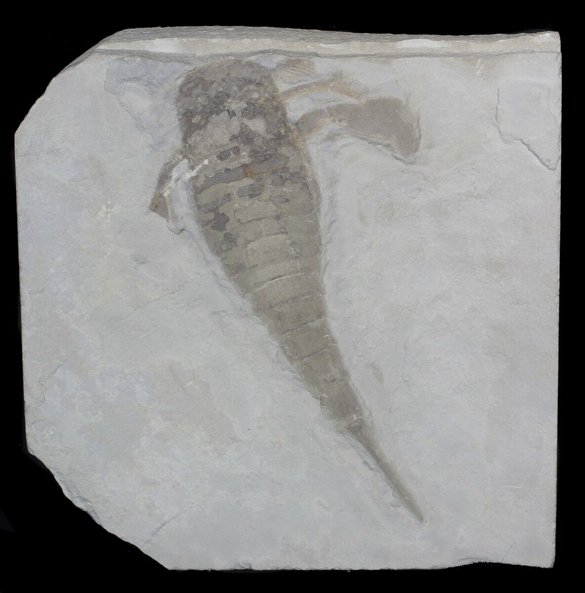 Eurypterids (Sea Scorpion) For Sale - FossilEra.com