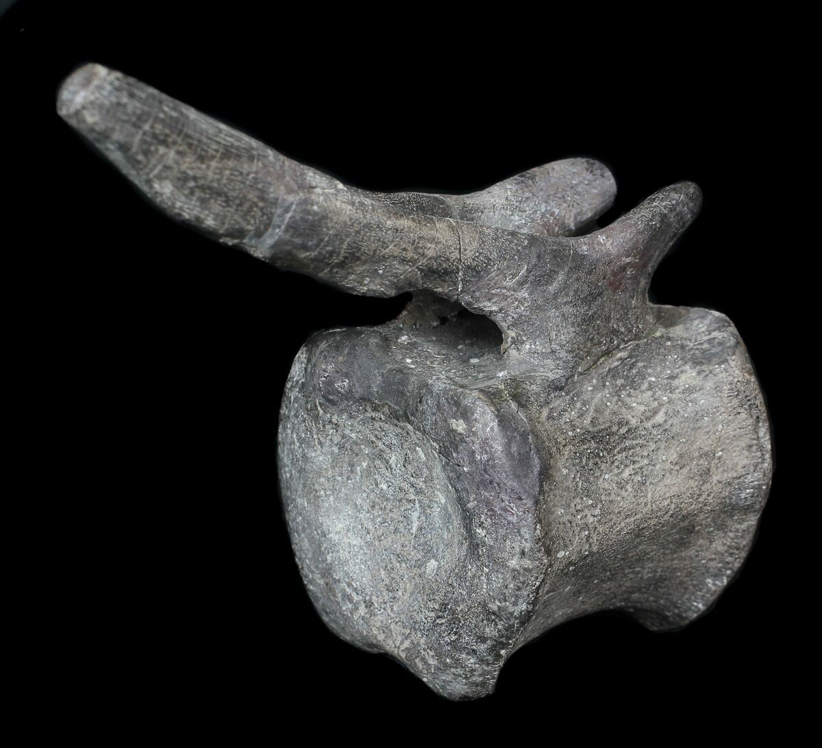 hadrosaur bones