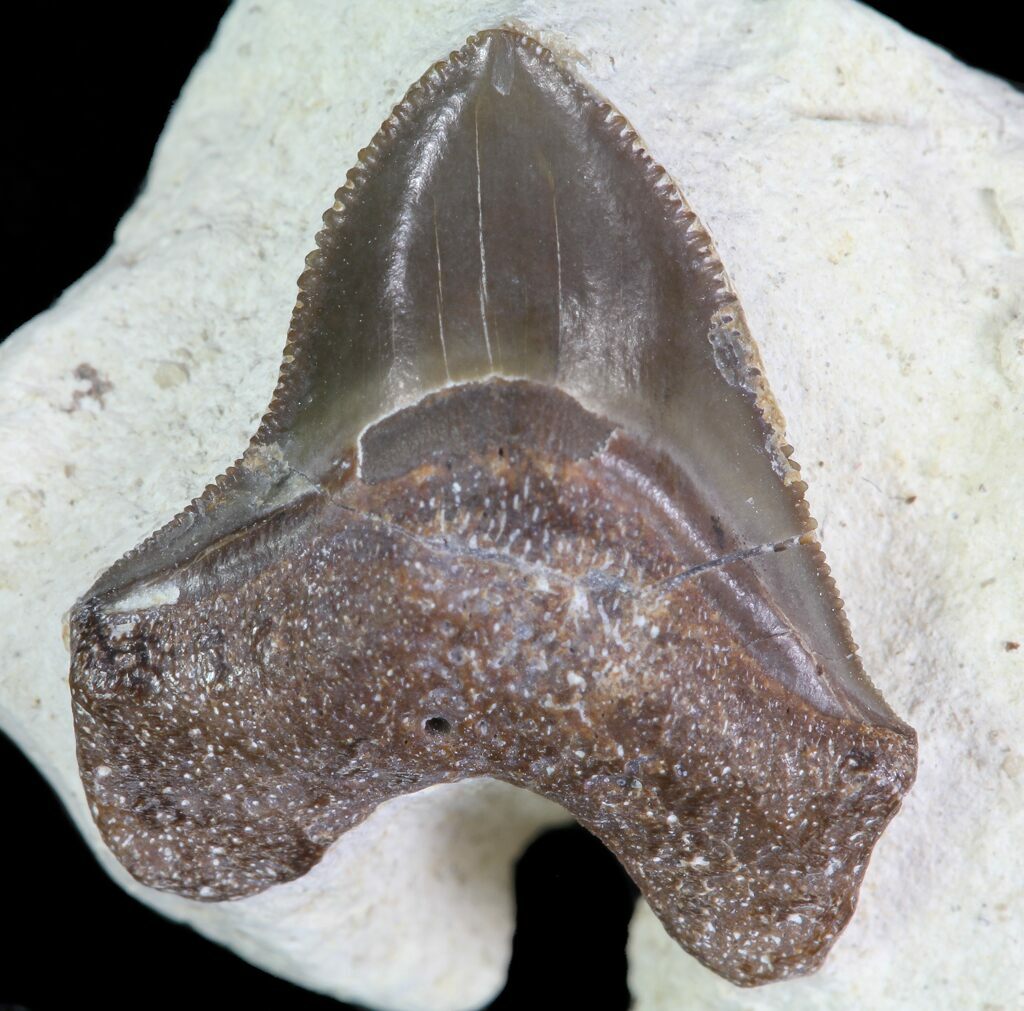 0.61" Squalicorax Fossil Shark Tooth Kansas For Sale (64157