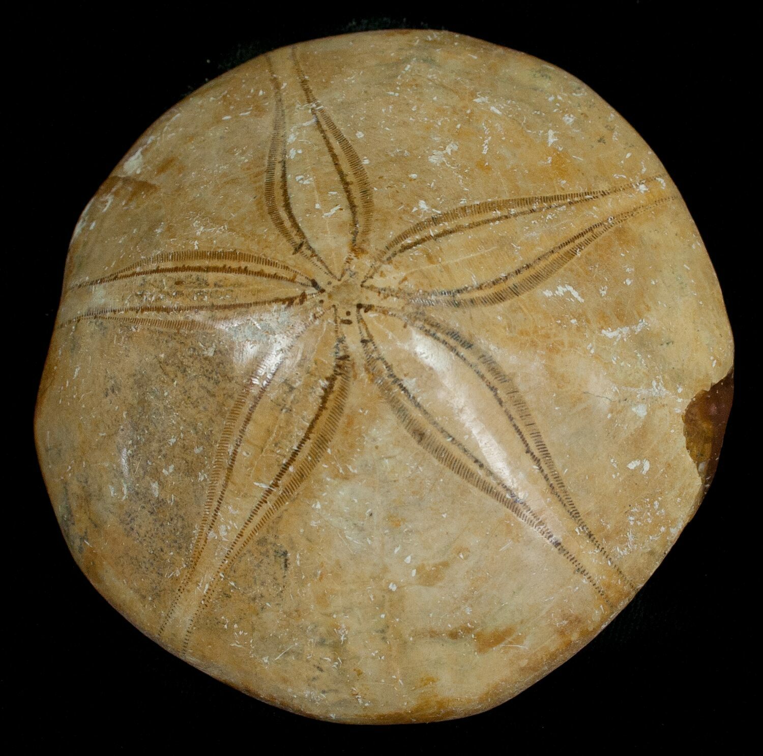Fossil Sand Dollar From Madagascar For Sale (#5367) - FossilEra.com