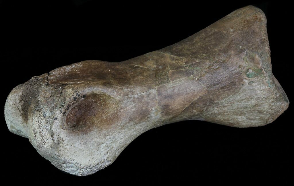 t rex toe bone