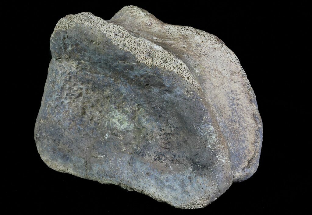 hadrosaur toe bone