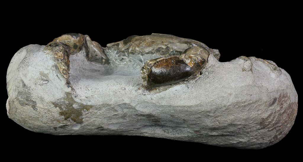 3.6" 3D Fossil Crab (Pulalius) Washington Washington State For Sale