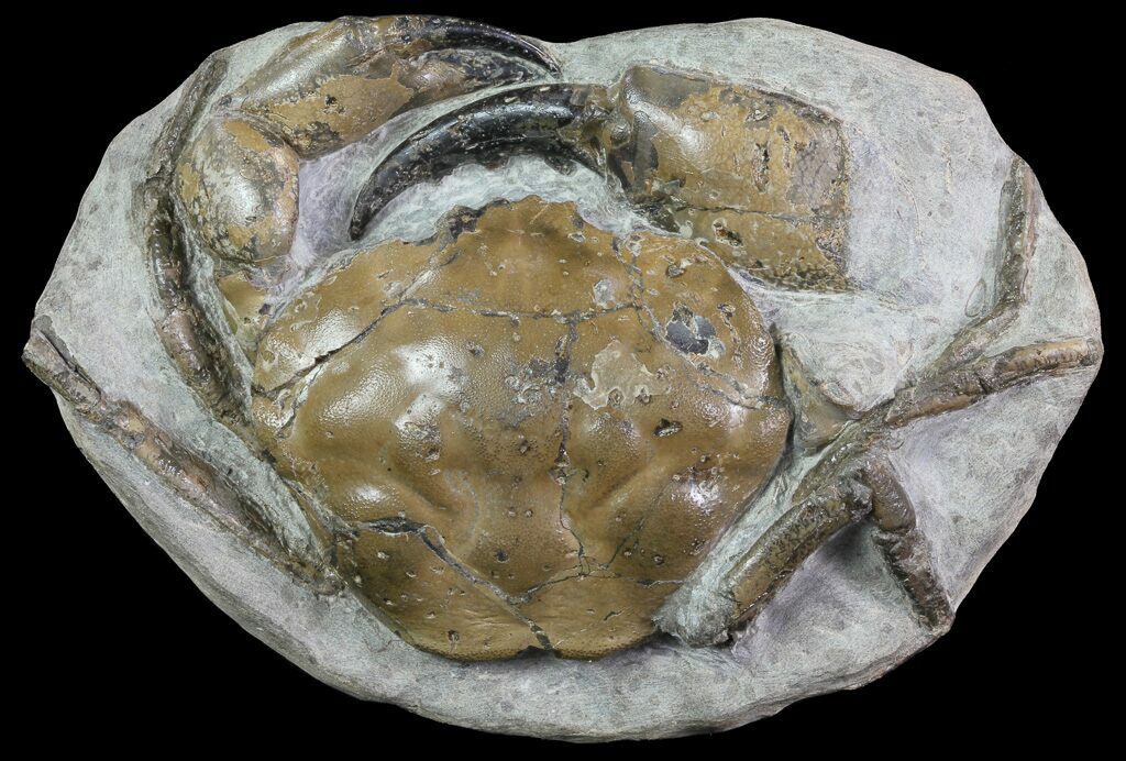 Fossil Crabs For Sale - FossilEra.com