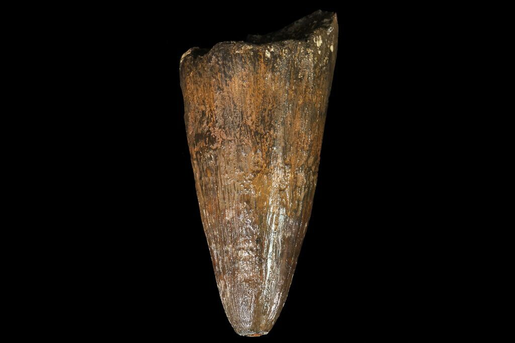 deinosuchus tooth